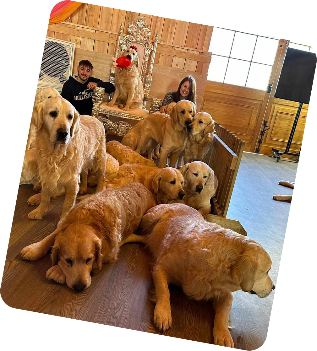 A photo of Anna and her partner sitting in a room full of golden retrievers